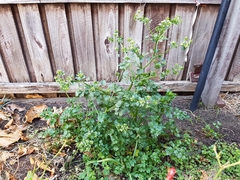 Apium graveolens secalinum