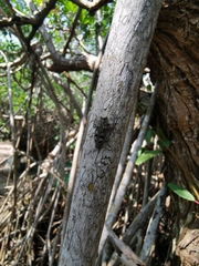 Chrysobothris acutipennis