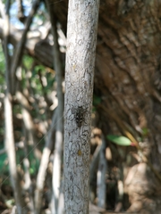 Chrysobothris acutipennis