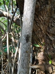 Chrysobothris acutipennis