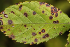Rosisphaerella rosicola