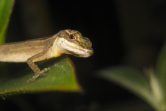 Anolis lemurinus