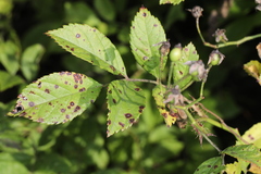 Rosisphaerella rosicola