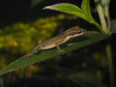Anolis lemurinus
