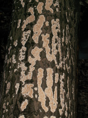 Cylindrobasidium evolvens