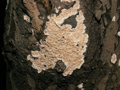 Cylindrobasidium evolvens