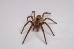 Kukulcania hibernalis