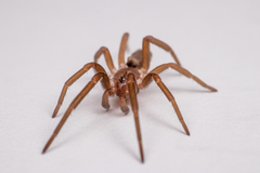 Kukulcania hibernalis