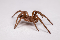 Kukulcania hibernalis