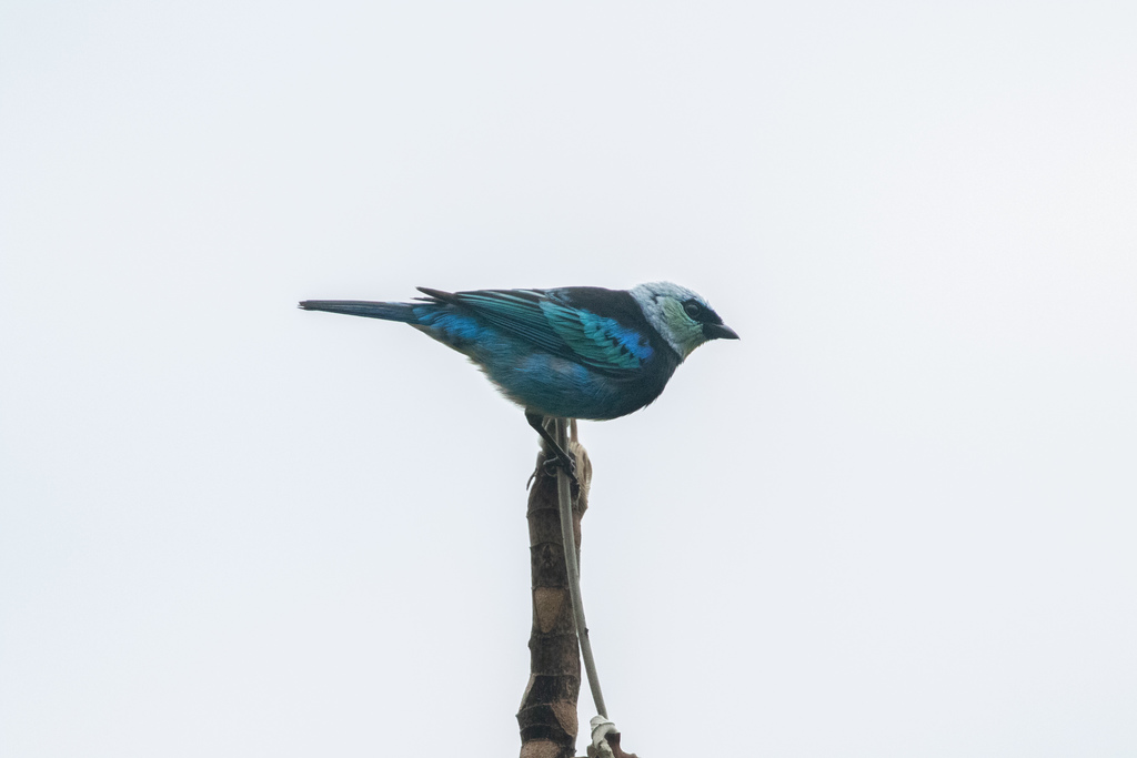 Masked Tanager