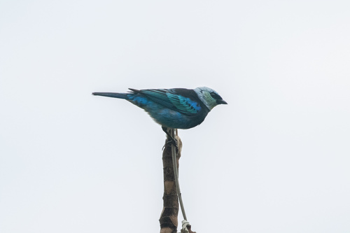 Masked Tanager