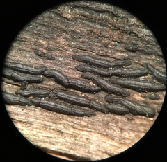 Hysterium angustatum