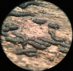 Hysterium angustatum