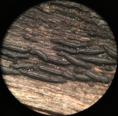 Hysterium angustatum