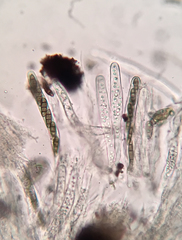 Hysterium angustatum