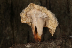 Cymatoderma caperatum
