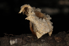 Cymatoderma caperatum