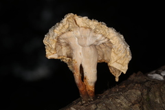 Cymatoderma caperatum