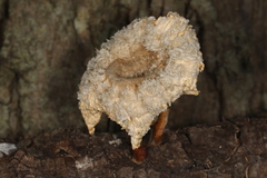 Cymatoderma caperatum