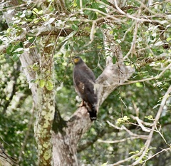 Spilornis cheela spilogaster
