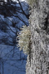 Pseudevernia furfuracea