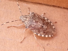 Rhaphigaster nebulosa