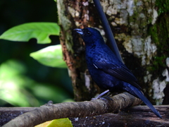 Tachyphonus coronatus
