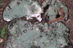 Trichoderma harzianum