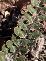 Astrolepis windhamii