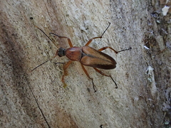 Cephaloon tenuicorne