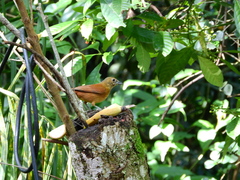 Tachyphonus coronatus