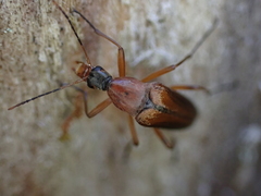 Cephaloon tenuicorne