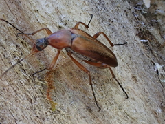 Cephaloon tenuicorne