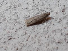 Helcystogramma triannulella