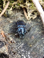 Platycerus caprea