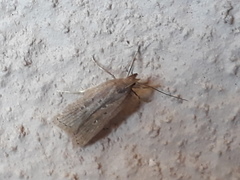 Helcystogramma triannulella