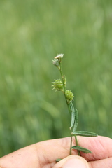 Onobrychis caput-galli