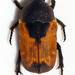 Velvety Fruit Chafer - Photo (c) fubr, some rights reserved (CC BY-NC-ND), uploaded by fubr