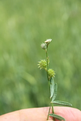 Onobrychis caput-galli