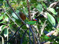 Tangara cyanocephala