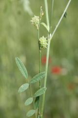 Onobrychis caput-galli