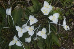 Weldenia candida