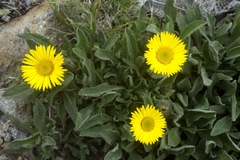 Osbertia stolonifera