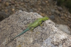 Sceloporus smaragdinus