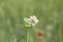 Onobrychis caput-galli