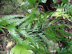Asplenium flaccidum flaccidum