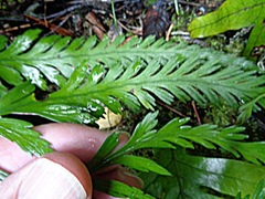 Asplenium flaccidum flaccidum