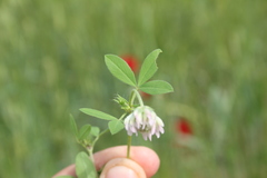 Onobrychis caput-galli