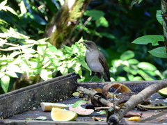 Turdus amaurochalinus