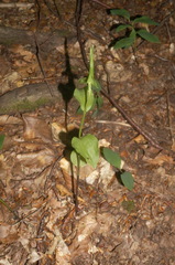 Epipactis persica